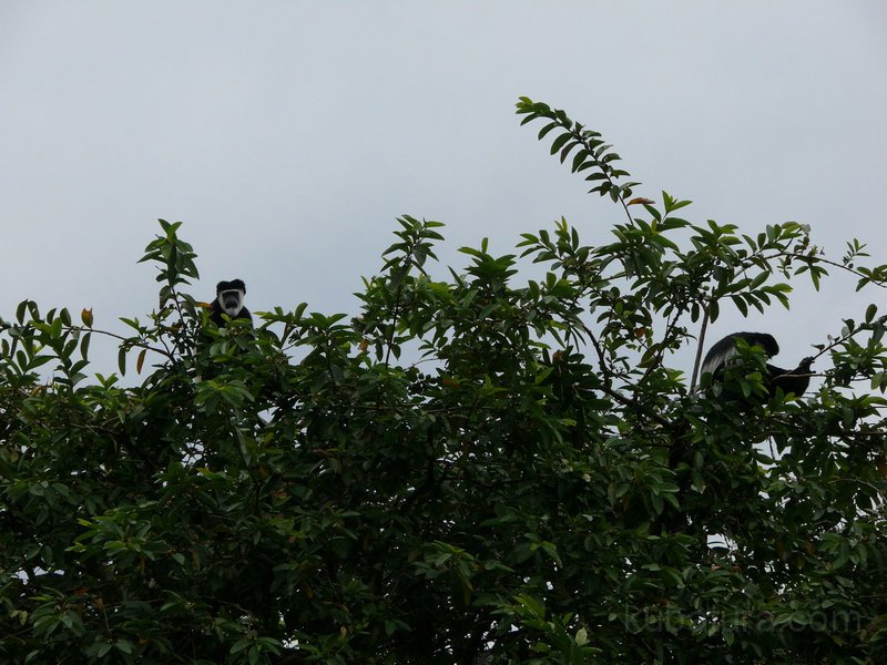 252 250 P1130148.jpg